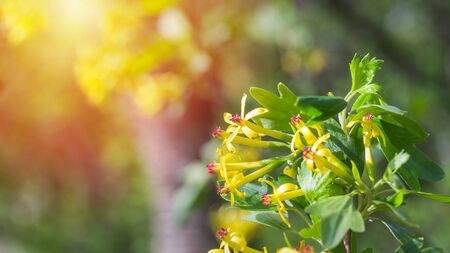 Jostaberry blackcurrant bush branch blossoming for backgrounds in garden. Yellow small flowers with red middles,の写真素材
