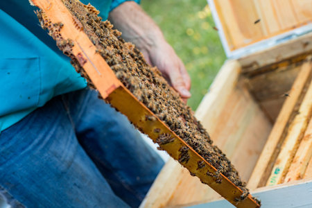 beekeeper with tool for pushing the frames in hands holds frame with old dark honeycombs and sealed...