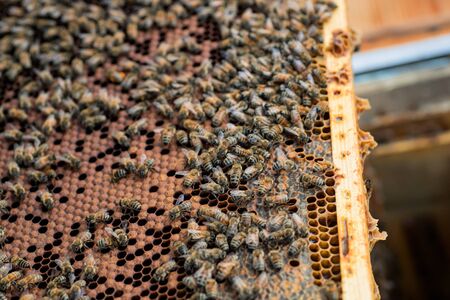 Bees on a dark old wax with sealed brood and open cells with honey. selective focus. Soft focusの写真素材