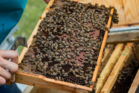 Frame with honey bees, open and sealed brood and honey. working bee on comb foundation. colony of...