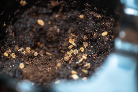 Eruca vesicaria, Rocket, arugula, garden rocket, "ruchtetta", "rucola", "rucoli", "rugula", "colewort", and "roquette" seeds on soil close up. Sowing seeds of arugula for growing microgreen.の写真素材