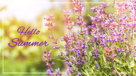 Text HELLO SUMMER Salvia pratensis, meadow clary or meadow sage purple flowers. Collection of herbs....
