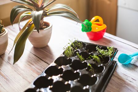 seedling plate on table with sprouted microgreen arugula. Planting seedlings for beds.の写真素材