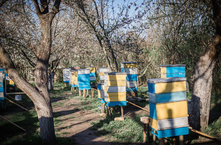 Old multicolored hives on apiary. Flowering cherry with pollen for development of bees in April....