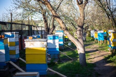 Old multicolored hives on apiary. Flowering cherry with pollen for development of bees in April. Primroses near hives with copper bees. Beekeepingの写真素材