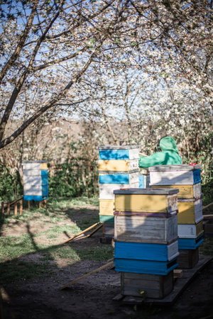 Old multicolored hives on apiary. Flowering cherry with pollen for development of bees in April....