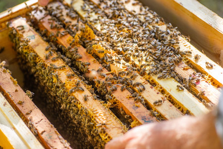 Frames of beehive. Close up view of opened hive body showing frames populated by honey bees. Nature,...