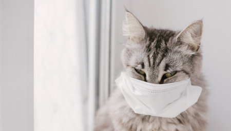 Cat in a medical mask. Protective antiviral mask on cats face, Medical mask from coronavirus
