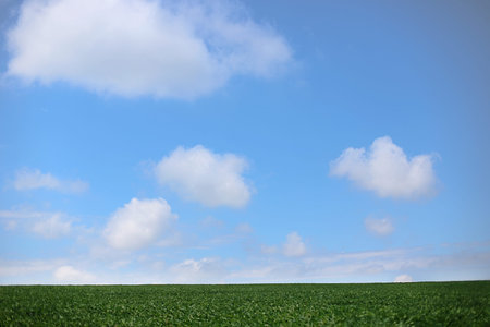 White fluffy clouds over green soybeans. soybean field in summer. Lanshaft with legumes for...