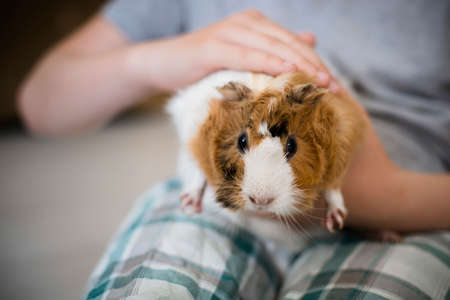 Boy strokes fluffy guinea pig. Pets muzzle close-up. child holds tame domestic rodent in arms. Soft focus.の写真素材