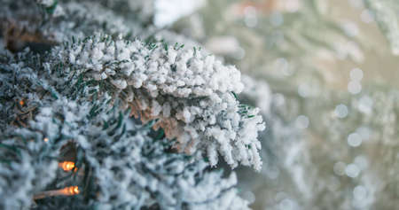 Branches of Christmas spruce strewn with snow. Festive decor, warm bokeh lights.の写真素材