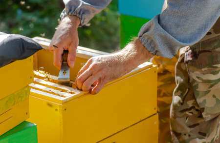 Bee hives in care of bees with honeycombs and honey bees. beekeeper opened hive to set up an empty frame with wax for honey harvesting.の写真素材