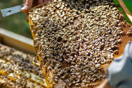Bees on the honeycomb, top view. Honey cell with bees. Apiculture. Apiary. Wooden beehive and bees. beehive with honey bees, frames of the hive, top view.の写真素材