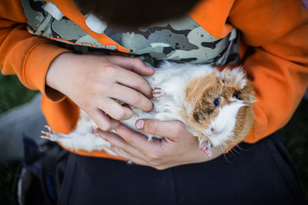 guinea pig in hands of child. pet with host. Playing with animals.