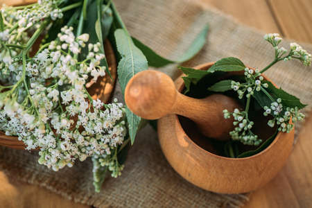 Buquet Valerian on wooden table. Collecting medicinal herbs during flowering. White fresh valerian flowers in alternative medicine as a sedative and tranquilizer. Top view. Flat layの写真素材