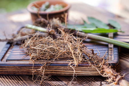 Valeriana roots, leaves and flowers close-up. Collection and harvesting of plant parts for use in traditional and alternative medicine as a sedative and tranquilizer. Selective focus.の写真素材