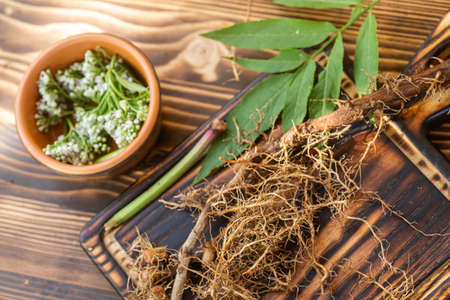 Valeriana roots, leaves and flowers close-up. Collection and harvesting of plant parts for use in traditional and alternative medicine as a sedative and tranquilizer. Selective focus.の写真素材