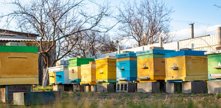 Colorful wooden and plastic hives against blue sky in summer. Apiary standing in yard on grass. Cold...