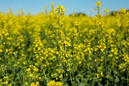 blooming raps field landscape with blue sky, bright yellow rapeseed field and nectar for beekeeping...