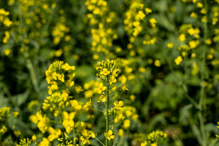 blooming raps field landscape with blue sky, bright yellow rapeseed fields of oilseed rape and...