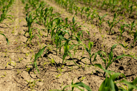 cornfield with young corn sprouts at sunset. Rows of fresh greens on farm where environmental...