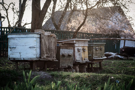 old wooden hives on apiary. Flowering cherry with pollen for development of bees in April. Primroses...