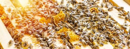 Inspection of bee families on apiary in spring Beekeeping concept. Soft focus.