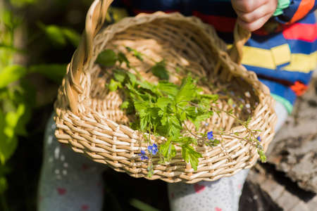 Veronica persica, field-speedwell,の写真素材