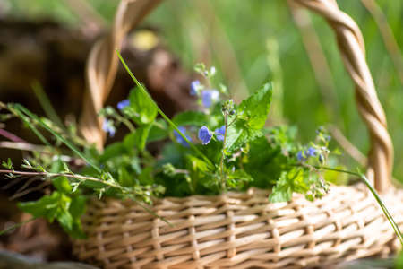 Veronica persica, large field speedwellの写真素材