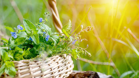 Veronica persica, birdeye speedwell, common field-speedwell, Persian speedwell, large field speedwell, bird's-eye, or winter speedwell In wicker basket at collection point of medicinal herbs. plant used in medicine and homeopathy.の写真素材