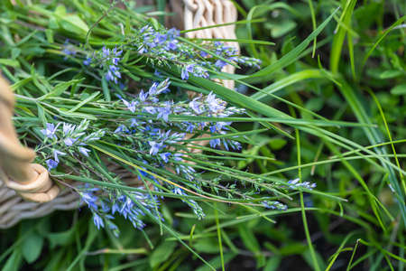 Veronica austriaca, broadleaf speedwell purple small flowers in meadow in summer. Blossoming against background of green grass. Collecting medicinal plants. Ingredients for homeopathic medicines.の写真素材