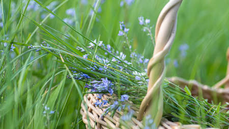 Veronica austriaca, Austrian speedwell purple small flowers in meadow in summer. Blossoming against background of green grass. Collecting medicinal plants. Ingredients for homeopathic medicines.の写真素材