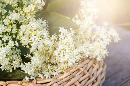 Sambucus, elderberry blossoms, In wicker basket at collection point of medicinal herbs. plant used in medicine and homeopathy.の写真素材