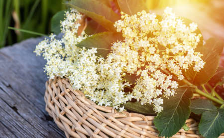 Sambucus, elder, elderberry black In wicker basket at collection point of medicinal herbs. plant used in medicine and homeopathy.の写真素材