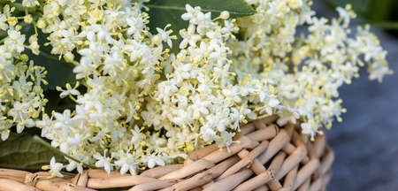 Sambucus, black elderberry blossoming In wicker basket at collection point of medicinal herbs. plant used in medicine and homeopathy.の写真素材