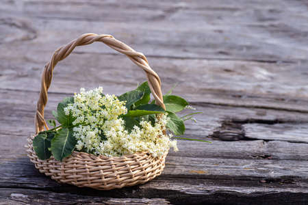 elderberry flowering, Sambucus In wicker basket at collection point of medicinal herbs. plant used in medicine and homeopathy.の写真素材