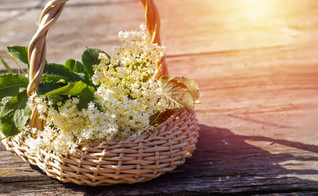 elder, black elderberry blossoming In wicker basket at collection point of medicinal herbs. plant used in medicine and homeopathy.の写真素材