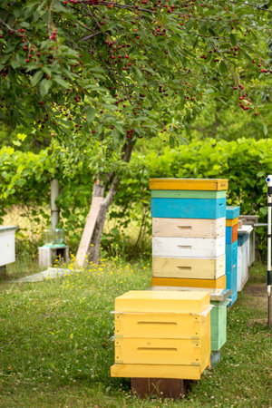Hives in cherry orchard under cherries with mature red berries. Summer honey harvests.の写真素材