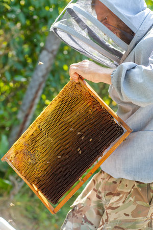 beekeeper swipes bees from frame, uniting bee family and puts frame with queen cells in apiary....