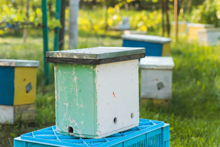 hive swarm, make increase from colony, make up nucleus, nuc hive rearing. Yellow hives for cuttings...