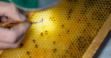 Larva of bee, selected for growing queen bee. Tool for picking larvae from honeycombs on a frame....