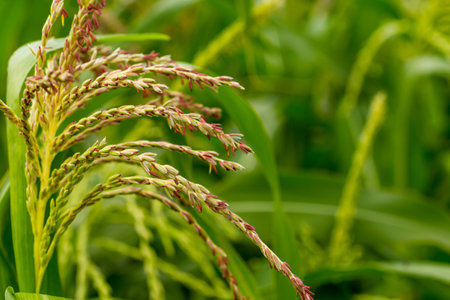 Green young corn, Maize, Zea mays on field in summer. Many small male flowers make up male...
