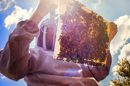 beekeeper inspects frame with queen cells on apiary in evening in rays of setting sun. beekeeper...