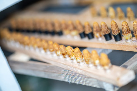 queen cell for larvae queen bees In an incubator. beekeeper in apiary with queen bees, ready to go...