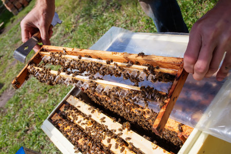 Beekeeping queen cell for larvae of queen bees. beekeeper in apiary with frame with sealed queen...