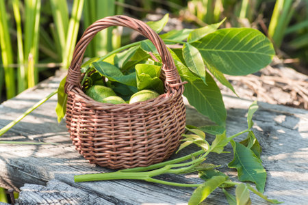 Killograms of green non-ripe walnuts are cooked before ripening for preparation of medicinal tincture or drug. branch of walnut with young leaves on sun.の写真素材