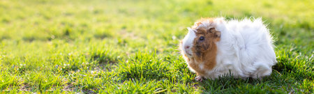 Background with guinea pig walking on green grass in summer. Beautiful calm rodent pet.の写真素材
