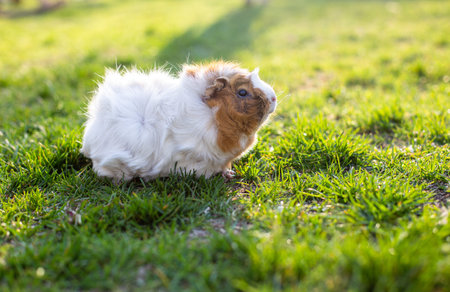 guinea pig is long-haired in clearing with green grass. Walking pigs in summerの写真素材
