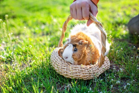 guinea pig is in basket. boy plays with pet outside house.の写真素材