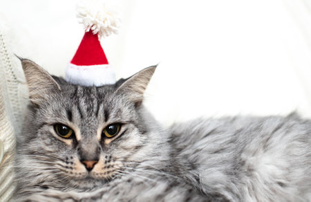 Gray cat in a small hat Santa Claus looks into the frame. Congratulations from pets at Christmas. Christmas concept. Copyspaceの写真素材